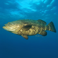 Premium Wild-Caught Grouper (Epinephelidae) – Mild, Tender White Meat – 300g to 6kg – Sustainable Seafood – Wildfischfang - Wildfischfang