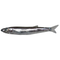 Premium Wild-Caught Sardelle (Anchovies, Engraulis encrasicolus) – Strong, Salty Flavor & Intense Umami – 10g to 50g – Sustainable Seafood – Wildfischfang - Wildfischfang