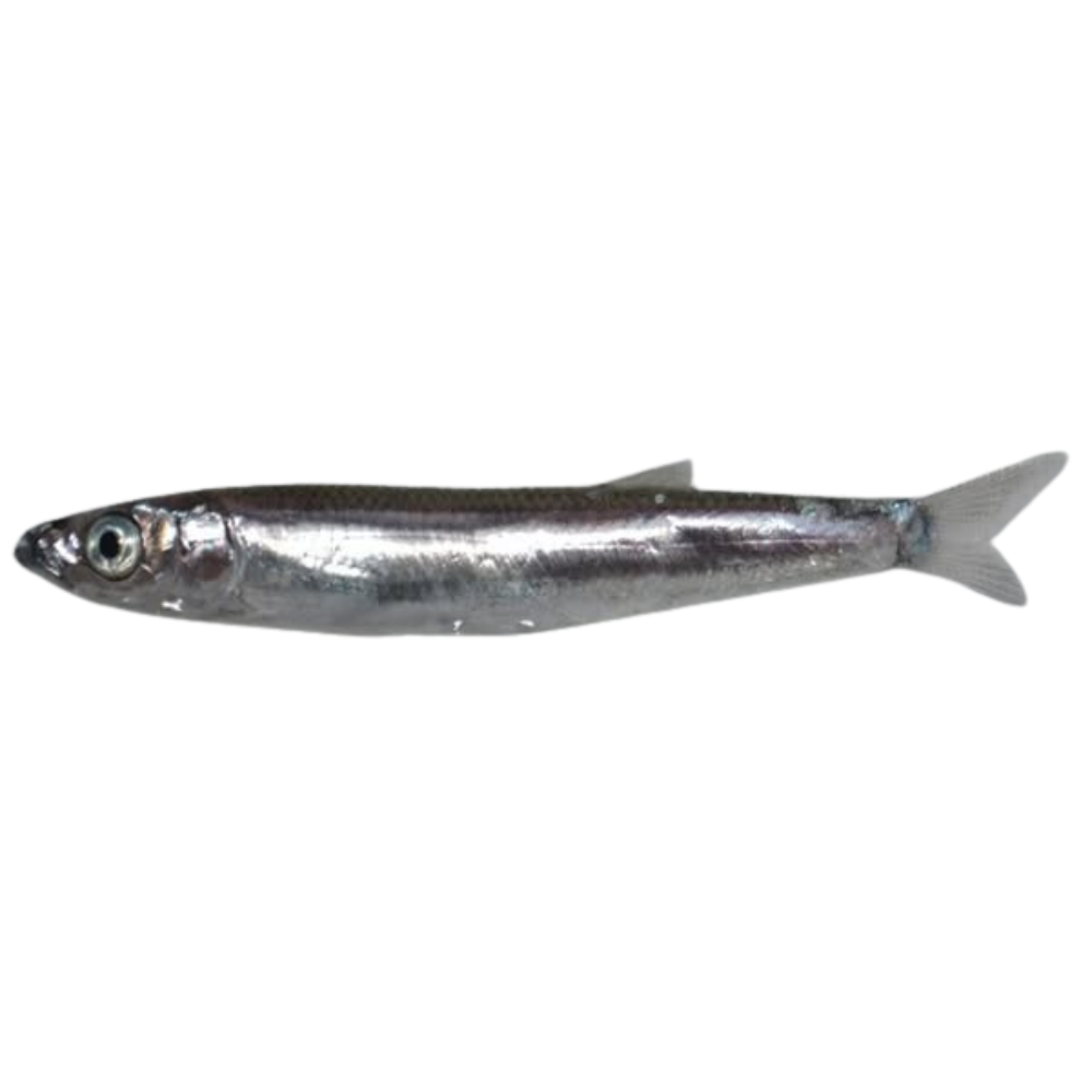 Premium Wild-Caught Sardelle (Anchovies, Engraulis encrasicolus) – Strong, Salty Flavor & Intense Umami – 10g to 50g – Sustainable Seafood – Wildfischfang - Wildfischfang