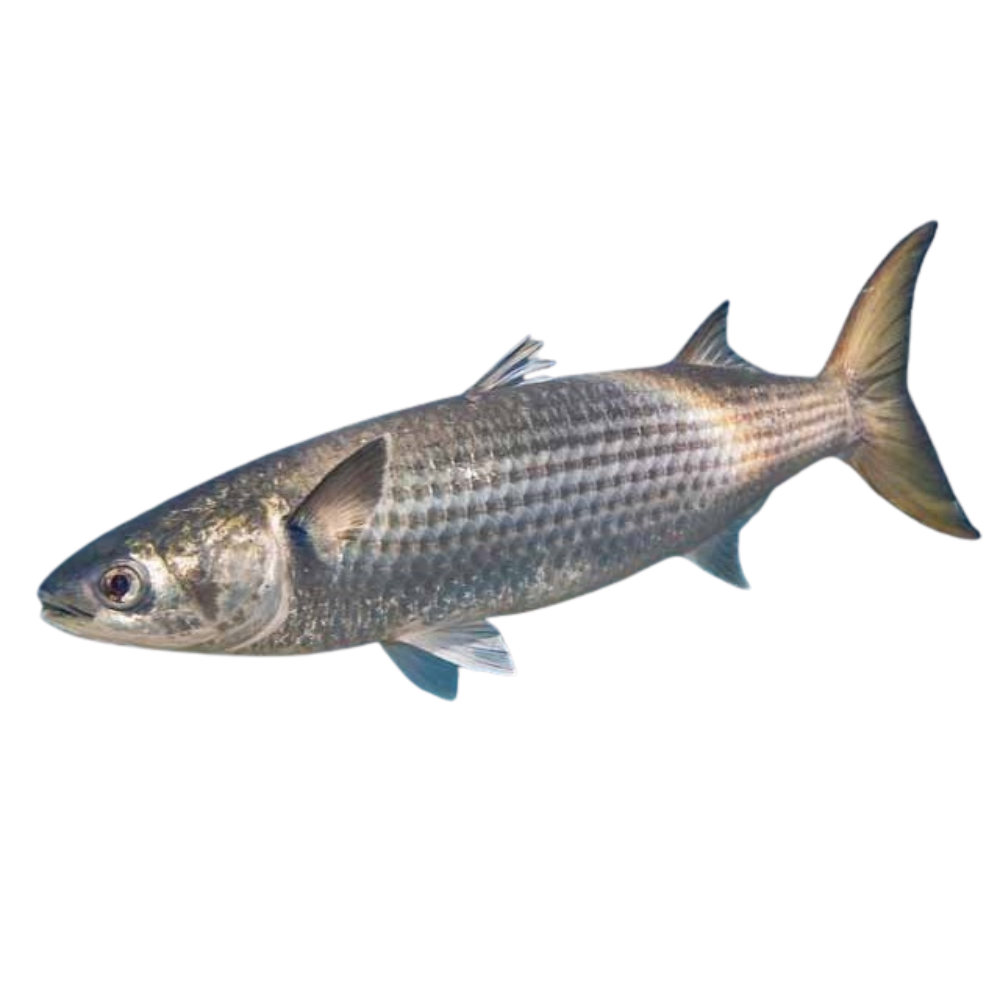 Premium Wild-Caught Mullet (Mugil cephalus) – Lean, Firm White Meat & Nutty Flavor – 300g to 6kg – Sustainable Seafood – Wildfischfang