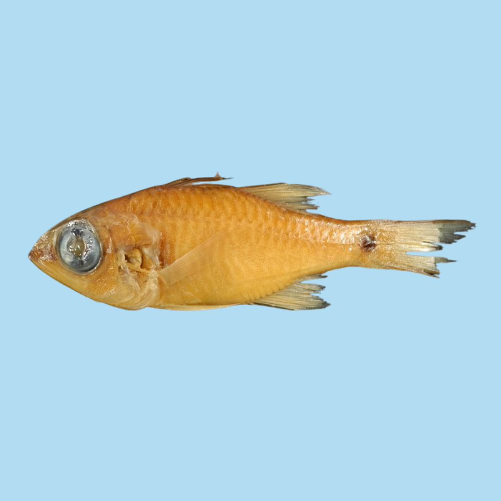 Premium Wild-Caught Cardinalfish (Apogon imberbis) – Mild & Delicate Flavor – 20g to 100g – Sustainable Seafood – Wildfischfang
