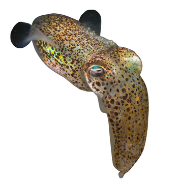 Premium Wild-Caught Small Cuttlefish (Sepiola rondeletii) – Mild, Sweet Flavor & Tender Meat – 2cm to 4cm – Sustainable Seafood – Wildfischfang