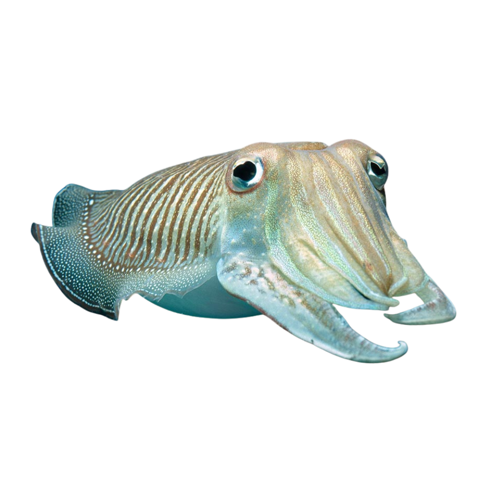 Premium Wild-Caught Cuttlefish (Sepia officinalis) – Tender, Slightly Sweet Flavor & Firm Texture – 300g to 2kg – Sustainable Seafood – Wildfischfang - Wildfischfang