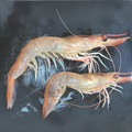 Premium Wild-Caught Rosa Shrimp (Parapenaeus longirostris) – Mild, Sweet Flavor & Tender Meat – 15g to 25g – Sustainable Seafood – Wildfischfang - Wildfischfang