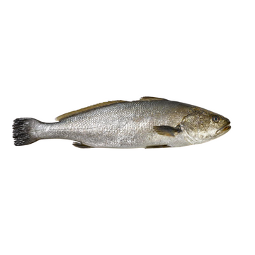 Umber (Umbrina / Corvina) – Mild, Sweet Flavour & Juicy Texture