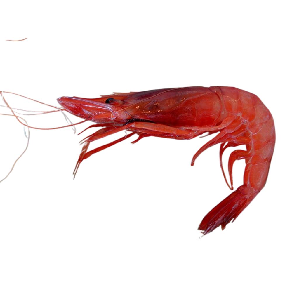 Premium Wild-Caught Garlic from Gallipoli Shrimp (Aristeus antennatus) – Sweet, Delicate Flavor & Tender Meat – 25g to 50g – Sustainable Seafood – Wildfischfang