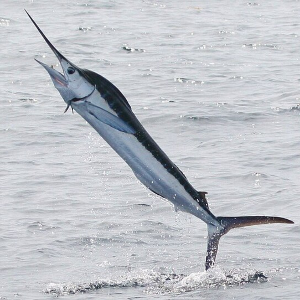Premium Wild-Caught Mediterranean Marlin Pink (Tetrapturus belone) – Mild, Sweet Flavor & Firm, Pink Meat – 10kg to 40kg – Sustainable Seafood – Wildfischfang - Wildfischfang
