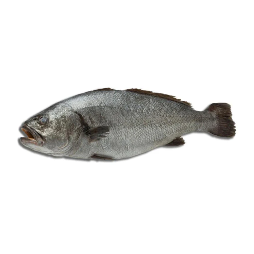 Umber (Umbrina / Corvina) – Mild, Sweet Flavour & Juicy Texture
