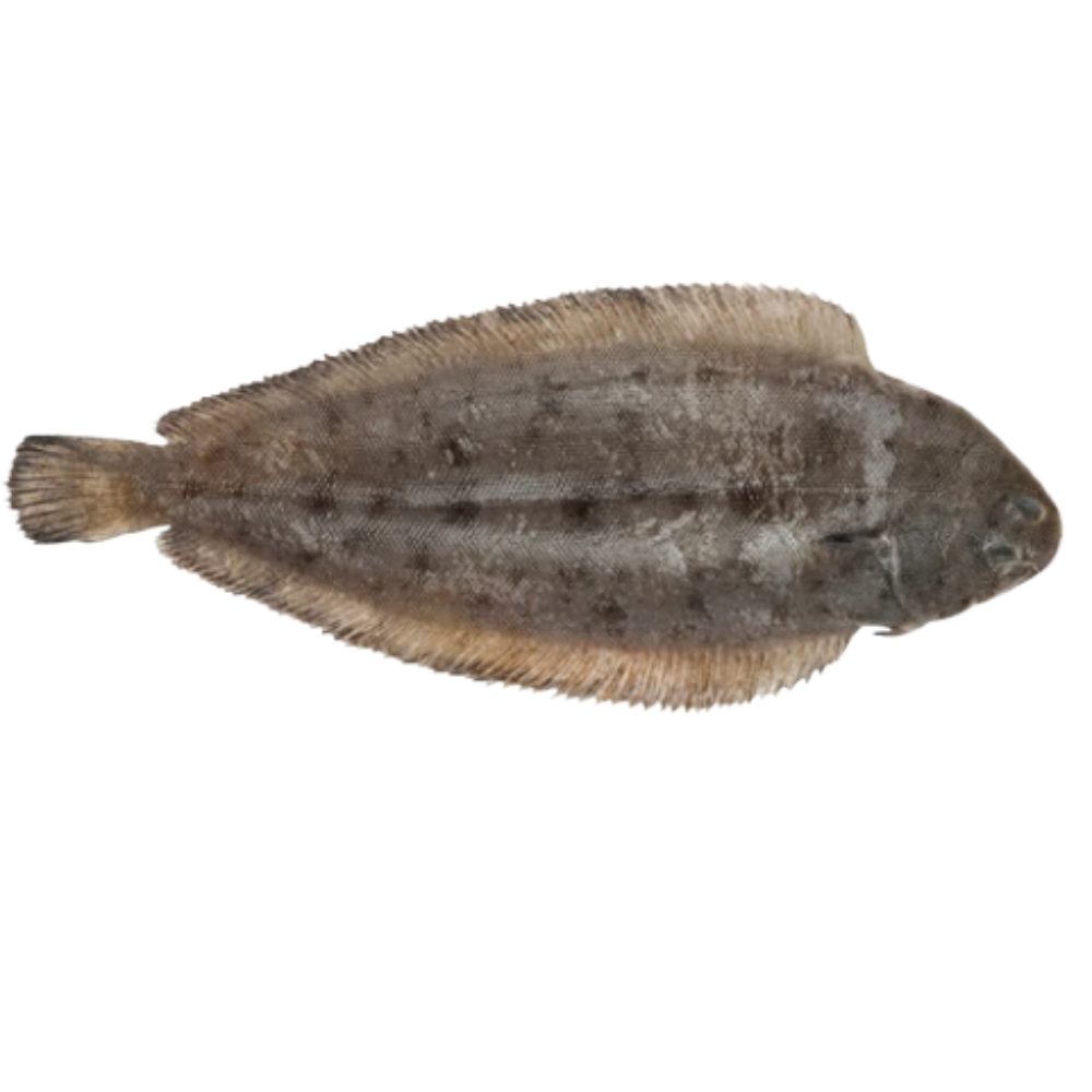 Premium Wild-Caught Sole (Solea solea) – Delicate, Mild Flavor & Tender White Meat – 300g to 1kg – Sustainable Seafood – Wildfischfang