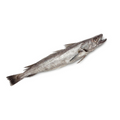 Premium Wild-Caught Hake (Merluccius merluccius) – Tender, White Meat & Delicate Flavor – 200g to 1.5kg – Sustainable Seafood – Wildfischfang - Wildfischfang