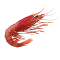 Premium Wild-Caught Deep Sea Shrimp (Aristaeomorpha foliacea) – Sweet, Umami Flavor & Tender Flesh – 30g to 80g – Sustainable Seafood – Wildfischfang - Wildfischfang