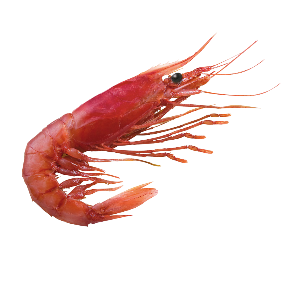 Premium Wild-Caught Deep Sea Shrimp (Aristaeomorpha foliacea) – Sweet, Umami Flavor & Tender Flesh – 30g to 80g – Sustainable Seafood – Wildfischfang - Wildfischfang