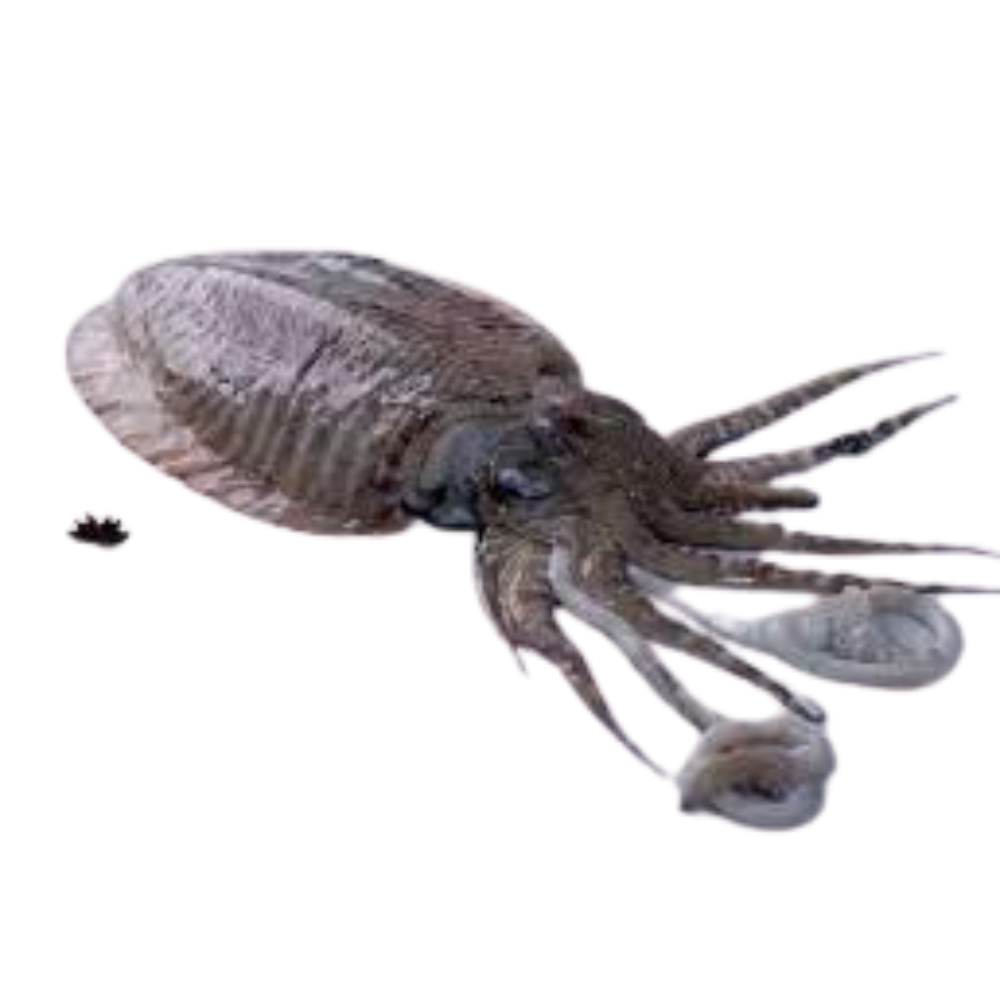 Premium Wild-Caught Cuttlefish (Sepia officinalis) – Tender, Slightly Sweet Flavor & Firm Texture – 300g to 2kg – Sustainable Seafood – Wildfischfang - Wildfischfang