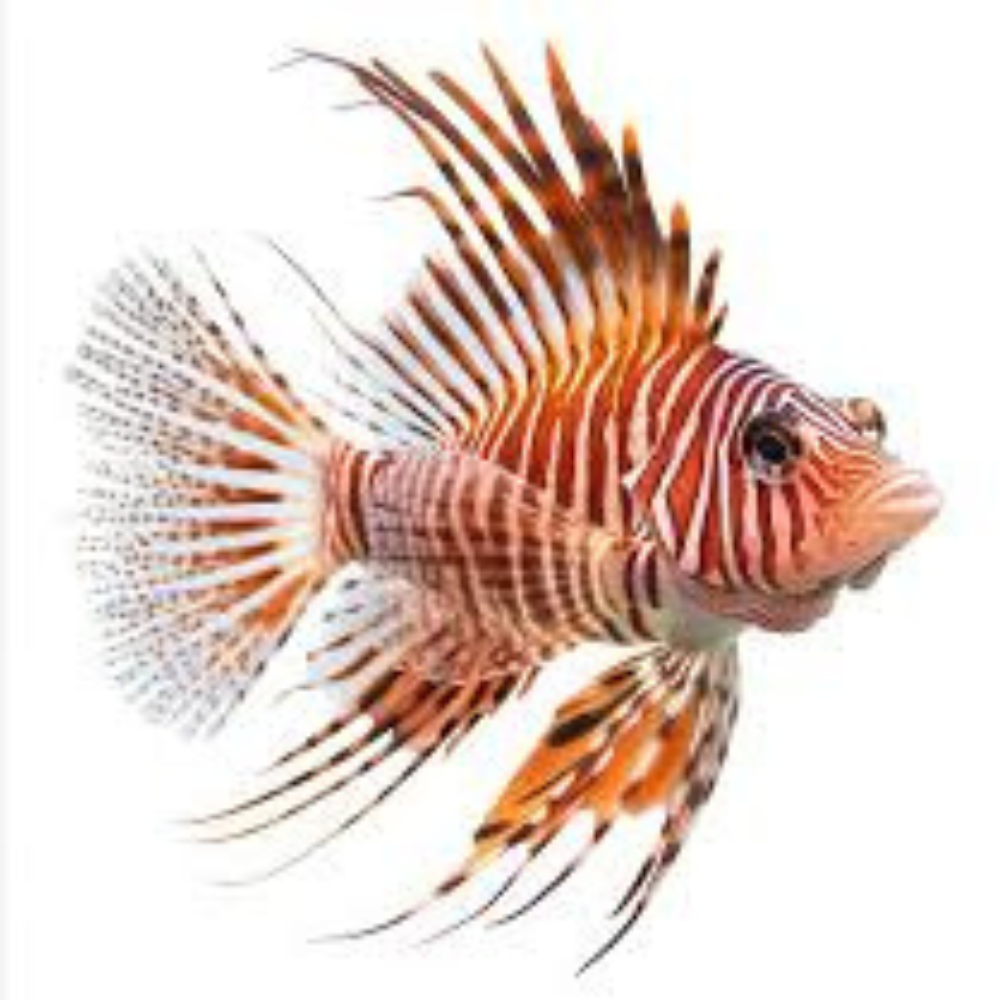 Premium Wild-Caught Lionfish – Tender White Meat & Mild Flavor – 200g to 500g – Sustainable Seafood – Wildfischfang - Wildfischfang