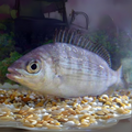 Premium Wild-Caught Meerbrasse (Sarago Bream / Sea Sparrow) – Tender White Meat & Mild Flavor – 500g to 2kg – Sustainable Seafood – Wildfischfang - Wildfischfang