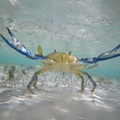 Premium Wild-Caught Mediterranean Swimming Crab (Callinectes sapidus) – Delicate, Sweet Flavor & Tender Meat – 100g to 200g – Sustainable Seafood – Wildfischfang - Wildfischfang