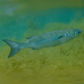 Premium Wild-Caught Mullet (Mugil cephalus) – Lean, Firm White Meat & Nutty Flavor – 300g to 6kg – Sustainable Seafood – Wildfischfang - Wildfischfang