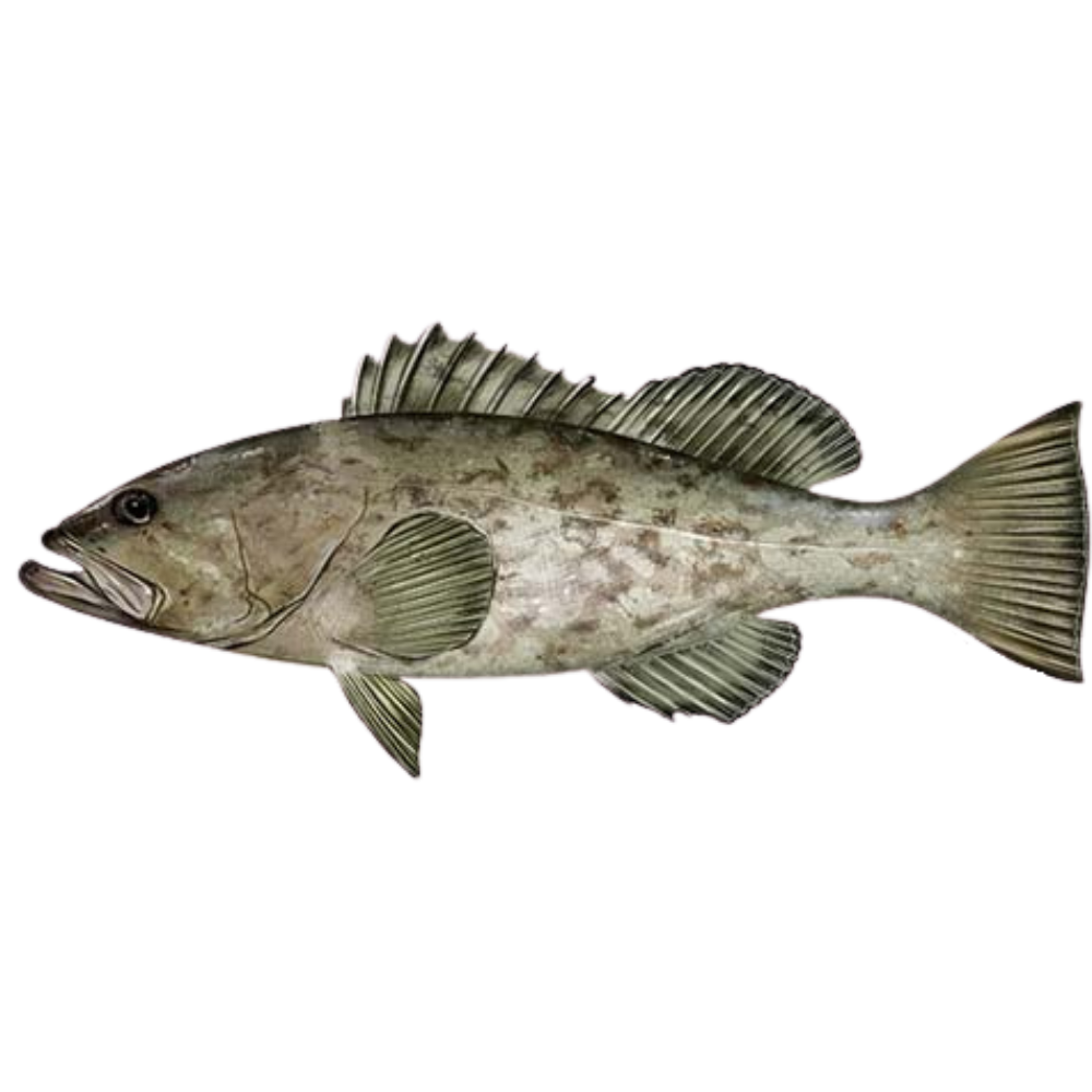 Premium Wild-Caught Grouper (Epinephelidae) – Mild, Tender White Meat – 300g to 6kg – Sustainable Seafood – Wildfischfang - Wildfischfang