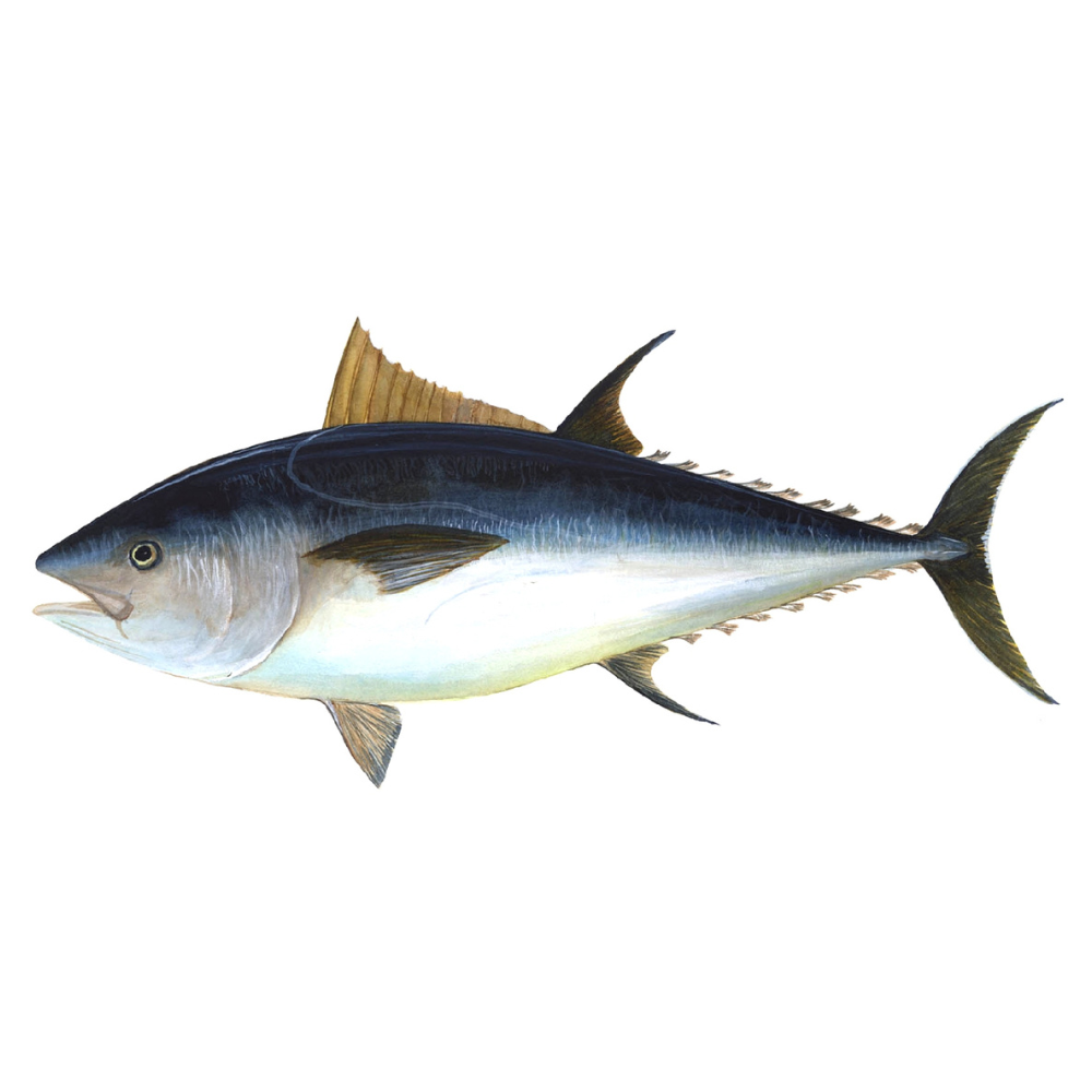 Premium Wild-Caught Bluefin Tuna (Thunnus Thynnus) – Deep Red, Fleshy Meat – 1kg to 200kg – Sustainable Seafood – Wildfischfang - Wildfischfang