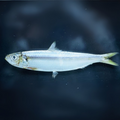 Premium Wild-Caught Sardelle (Anchovies, Engraulis encrasicolus) – Strong, Salty Flavor & Intense Umami – 10g to 50g – Sustainable Seafood – Wildfischfang - Wildfischfang