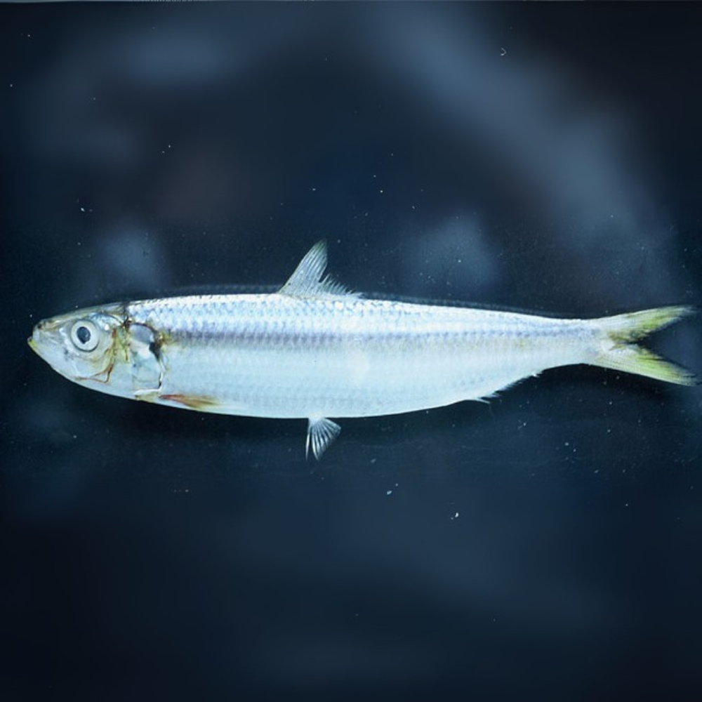 Premium Wild-Caught Sardelle (Anchovies, Engraulis encrasicolus) – Strong, Salty Flavor & Intense Umami – 10g to 50g – Sustainable Seafood – Wildfischfang - Wildfischfang
