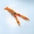 Premium Wild-Caught Norway Lobster Scampi (Nephrops norvegicus) – Sweet, Buttery Meat & Noble Flavor – 50g to 200g – Sustainable Seafood – Wildfischfang - Wildfischfang
