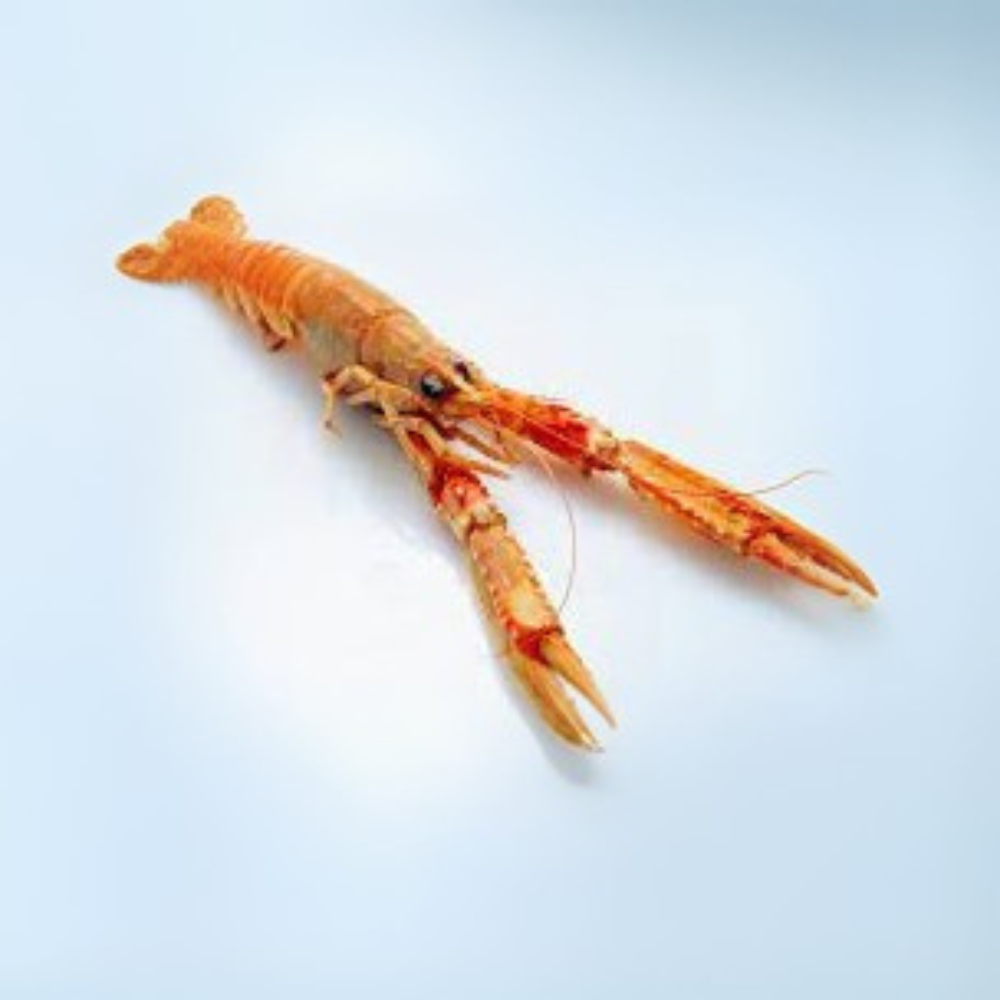 Premium Wild-Caught Norway Lobster Scampi (Nephrops norvegicus) – Sweet, Buttery Meat & Noble Flavor – 50g to 200g – Sustainable Seafood – Wildfischfang - Wildfischfang