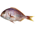 Premium Wild-Caught Black Dentex (Pagellus bogaraveo) – Aromatic & Sweet Flavor – 300g to 1.5kg – Sustainable Seafood – Wildfischfang - Wildfischfang