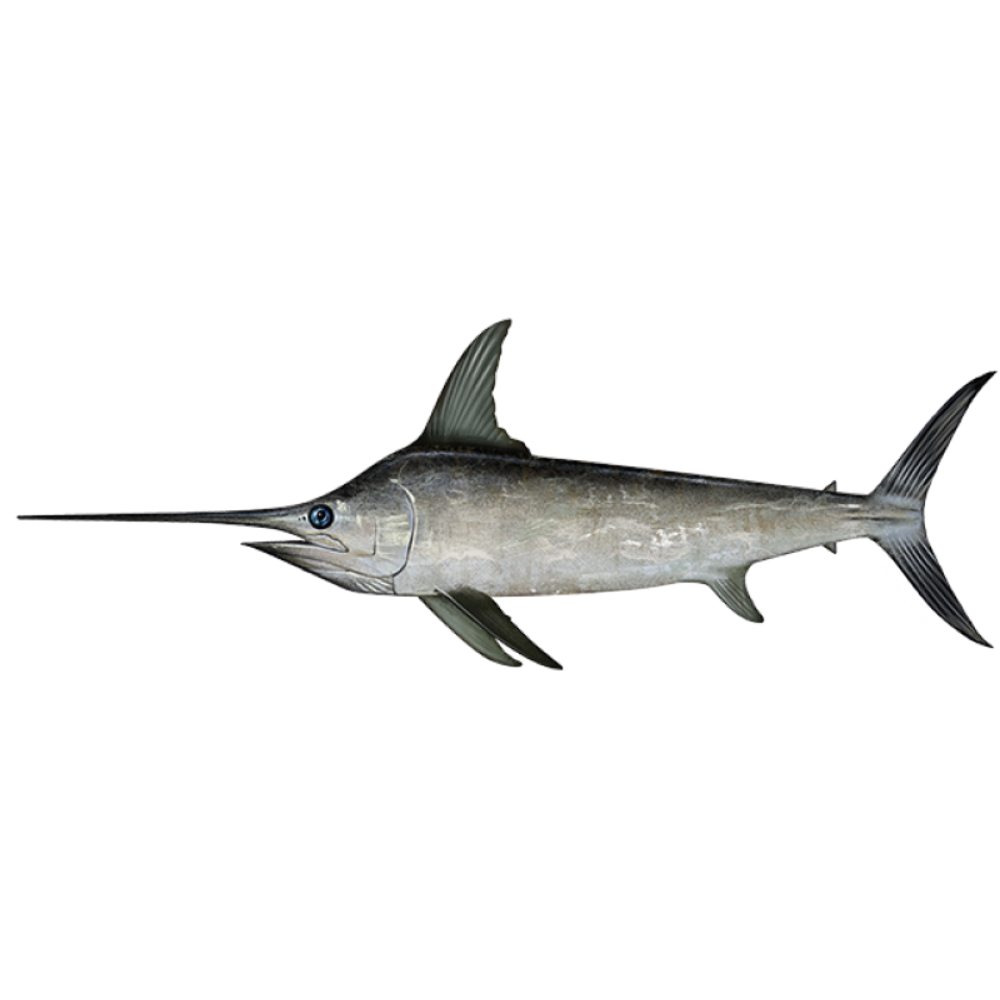 Premium Wild-Caught Swordfish (Tetrapturus belone) – Mild, Juicy Flavor & Firm, Lean Meat – 400g to 30kg – Sustainable Seafood – Wildfischfang