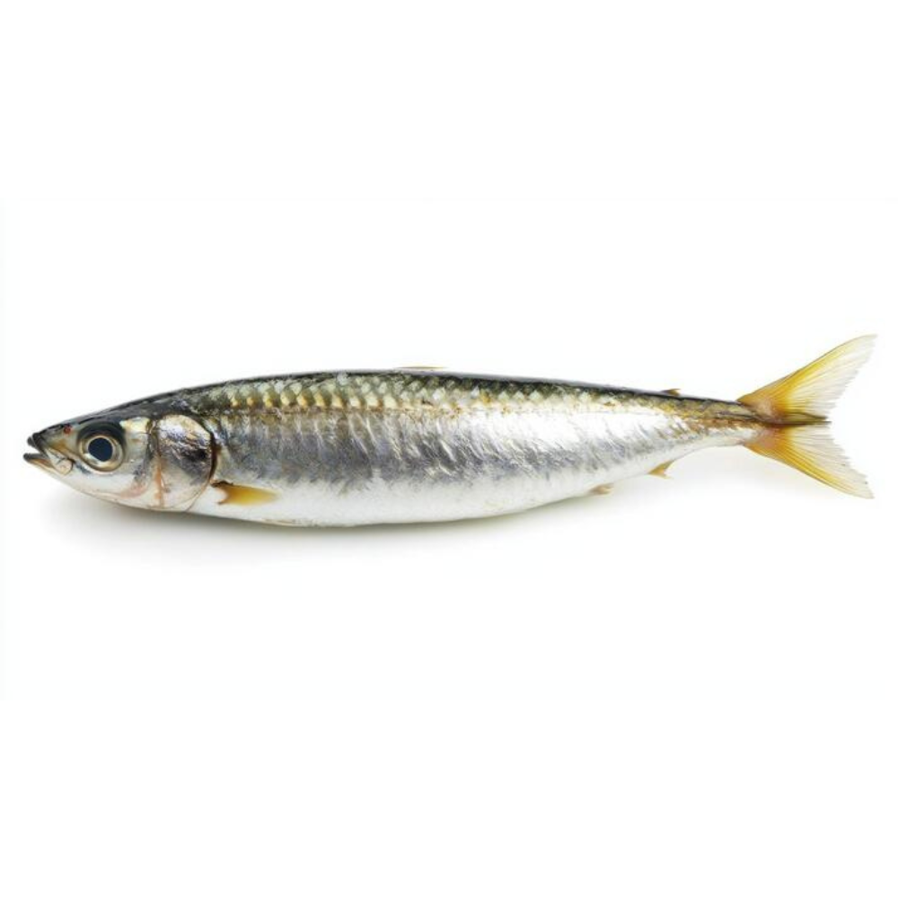 Premium Wild-Caught Sardine (Sardina pilchardus) – Mild, Aromatic Flavor & Juicy Meat – 100g to 150g – Sustainable Seafood – Wildfischfang - Wildfischfang