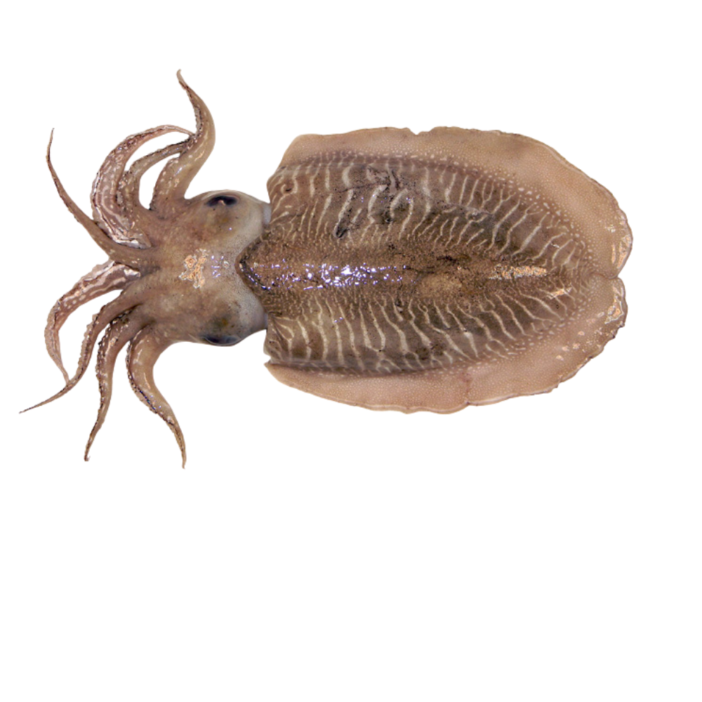Premium Wild-Caught Cuttlefish (Sepia officinalis) – Tender, Slightly Sweet Flavor & Firm Texture – 300g to 2kg – Sustainable Seafood – Wildfischfang - Wildfischfang