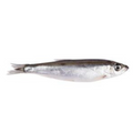 Premium Wild-Caught Sardine (Sardina pilchardus) – Mild, Aromatic Flavor & Juicy Meat – 100g to 150g – Sustainable Seafood – Wildfischfang - Wildfischfang