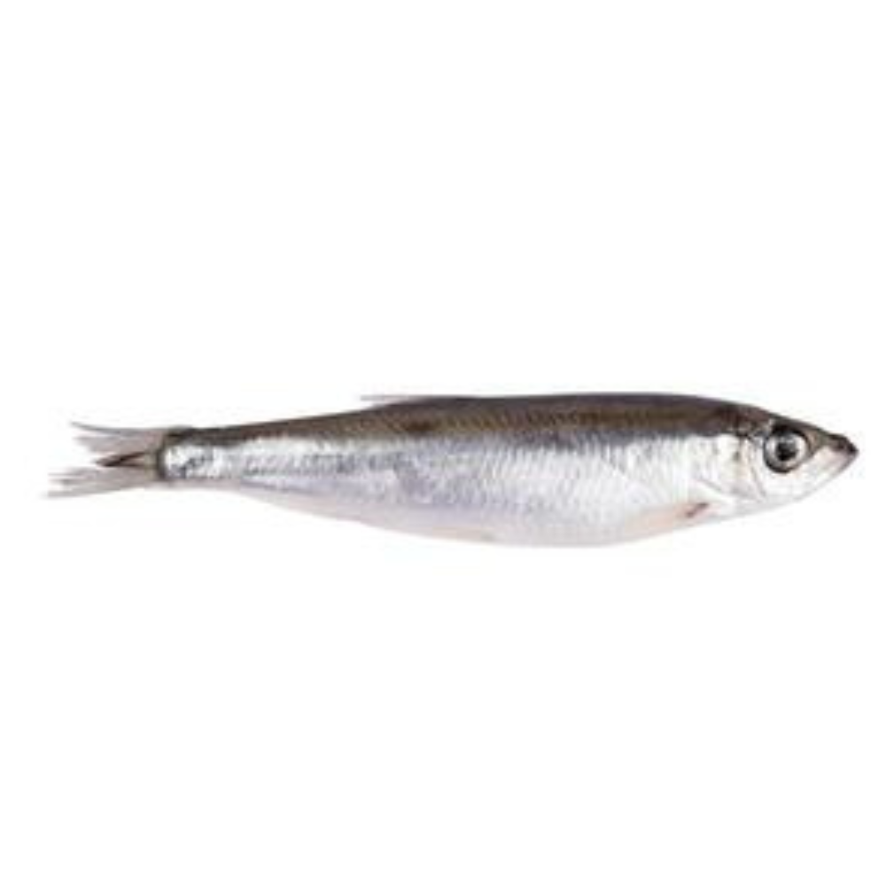 Premium Wild-Caught Sardine (Sardina pilchardus) – Mild, Aromatic Flavor & Juicy Meat – 100g to 150g – Sustainable Seafood – Wildfischfang - Wildfischfang