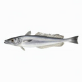 Premium Wild-Caught Hake (Merluccius merluccius) – Tender, White Meat & Delicate Flavor – 200g to 1.5kg – Sustainable Seafood – Wildfischfang - Wildfischfang