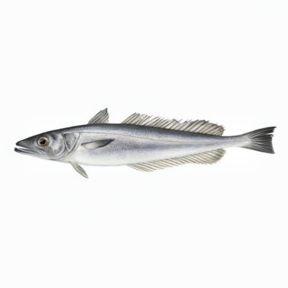 Premium Wild-Caught Hake (Merluccius merluccius) – Tender, White Meat & Delicate Flavor – 200g to 1.5kg – Sustainable Seafood – Wildfischfang - Wildfischfang
