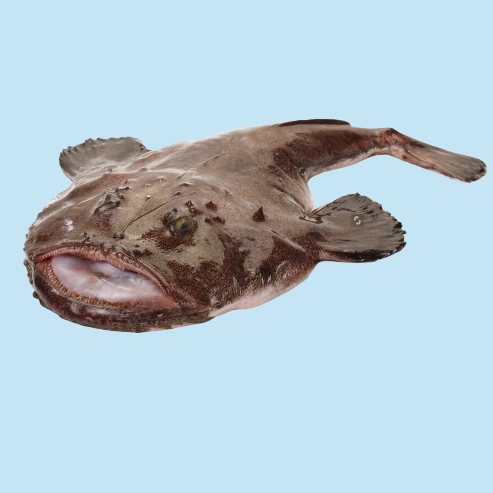 Premium Wild-Caught Monkfish (Lophius piscatorius) – Tender, White Meat & Mild Flavor – 500g to 5kg – Sustainable Seafood – Wildfischfang
