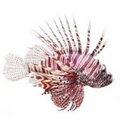 Premium Wild-Caught Lionfish – Tender White Meat & Mild Flavor – 200g to 500g – Sustainable Seafood – Wildfischfang - Wildfischfang