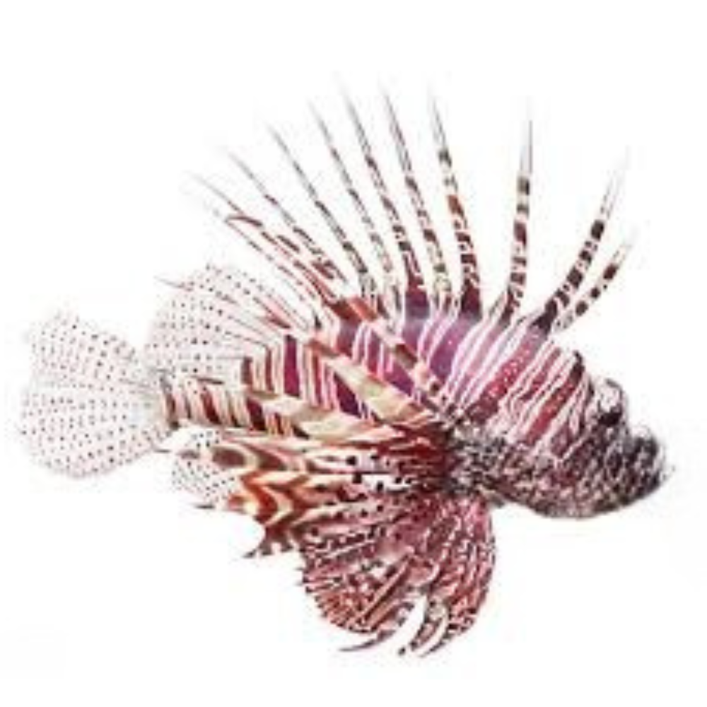 Premium Wild-Caught Lionfish – Tender White Meat & Mild Flavor – 200g to 500g – Sustainable Seafood – Wildfischfang - Wildfischfang