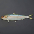 Premium Wild-Caught Sardelle (Anchovies, Engraulis encrasicolus) – Strong, Salty Flavor & Intense Umami – 10g to 50g – Sustainable Seafood – Wildfischfang - Wildfischfang