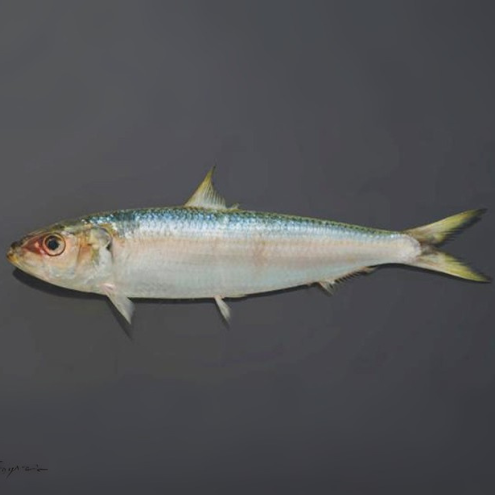 Premium Wild-Caught Sardelle (Anchovies, Engraulis encrasicolus) – Strong, Salty Flavor & Intense Umami – 10g to 50g – Sustainable Seafood – Wildfischfang - Wildfischfang