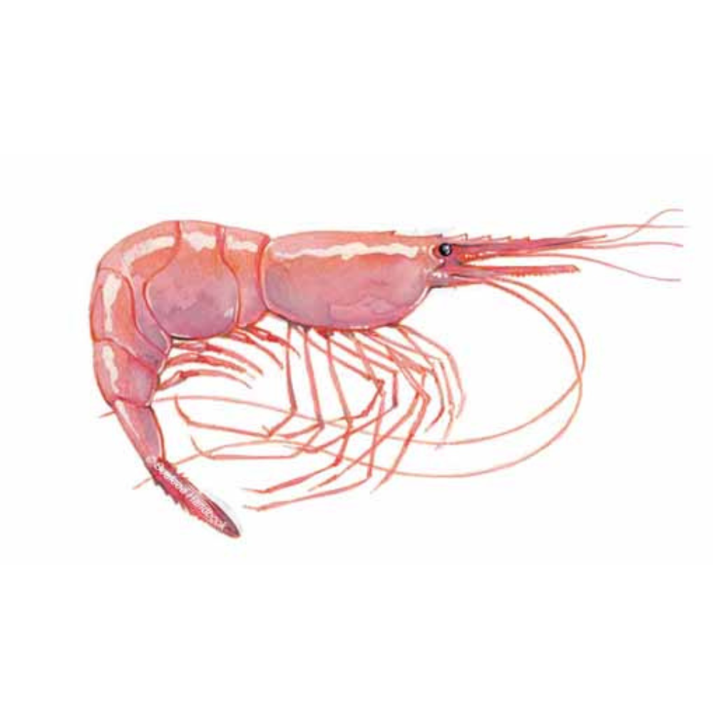 Premium Wild-Caught Rosa Shrimp (Parapenaeus longirostris) – Mild, Sweet Flavor & Tender Meat – 15g to 25g – Sustainable Seafood – Wildfischfang - Wildfischfang