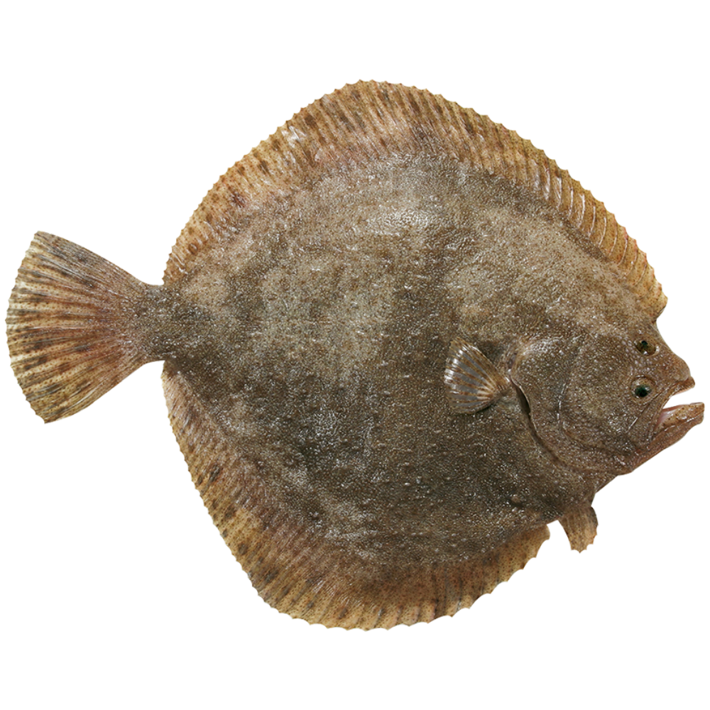 Premium Wild-Caught Turbot (Steinbutt) – Mild, Sweet Flavor & Tender White Meat – 500g to 10kg – Sustainable Seafood – Wildfischfang