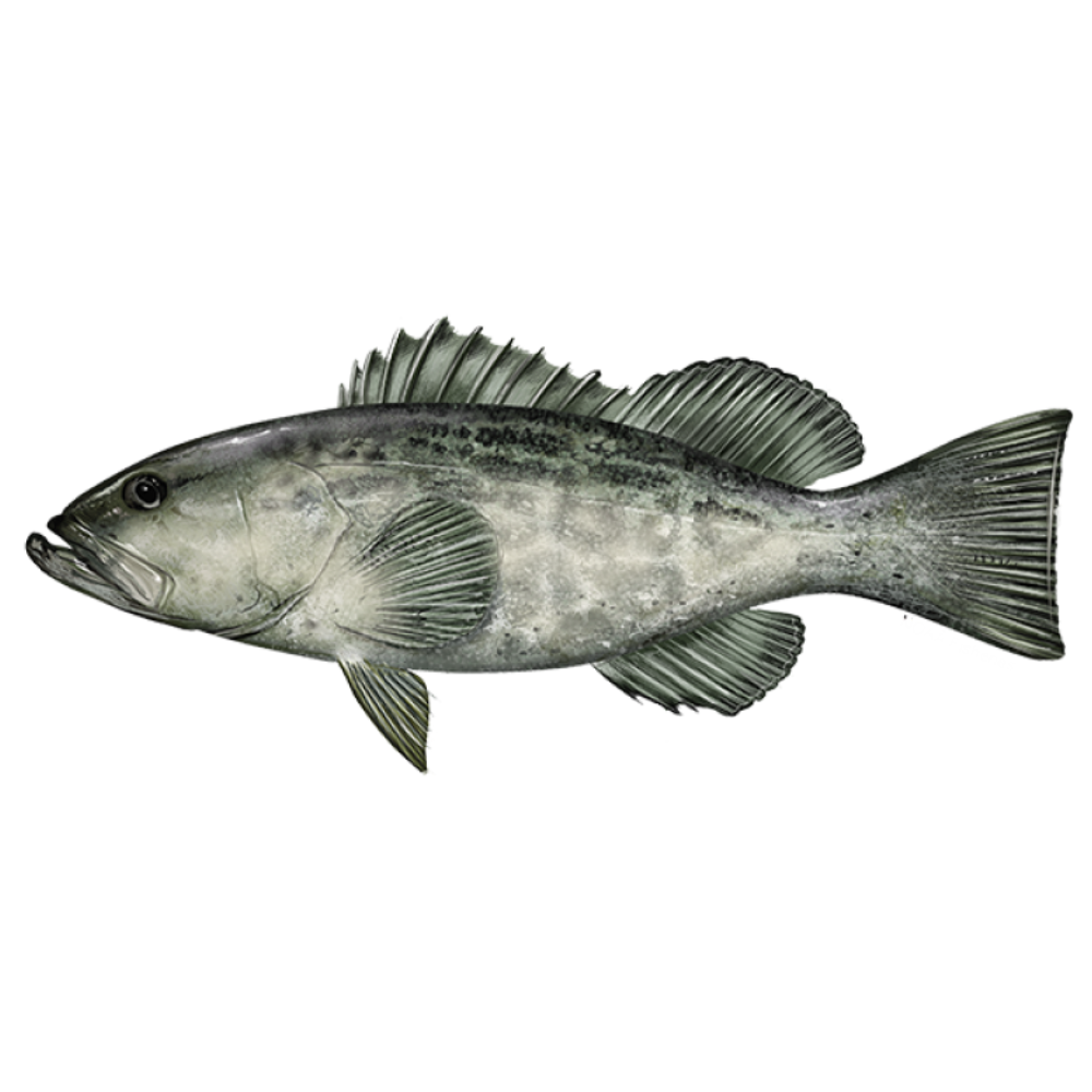 Premium Wild-Caught Grouper (Epinephelidae) – Mild, Tender White Meat – 300g to 6kg – Sustainable Seafood – Wildfischfang