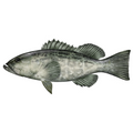 Premium Wild-Caught Grouper (Epinephelidae) – Mild, Tender White Meat – 300g to 6kg – Sustainable Seafood – Wildfischfang - Wildfischfang