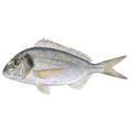 Premium Wild-Caught Meerbrasse (Sarago Bream / Sea Sparrow) – Tender White Meat & Mild Flavor – 500g to 2kg – Sustainable Seafood – Wildfischfang - Wildfischfang