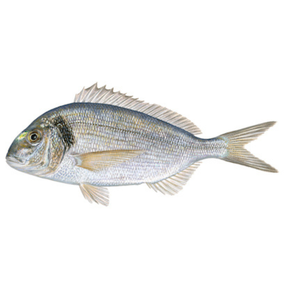 Premium Wild-Caught Meerbrasse (Sarago Bream / Sea Sparrow) – Tender White Meat & Mild Flavor – 500g to 2kg – Sustainable Seafood – Wildfischfang - Wildfischfang