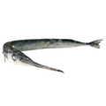 Premium Wild-Caught Hornhecht (Garfish, Belone Belone) – Tender White Meat & Mild Flavor – 500g to 1.5kg – Sustainable Seafood – Wildfischfang - Wildfischfang