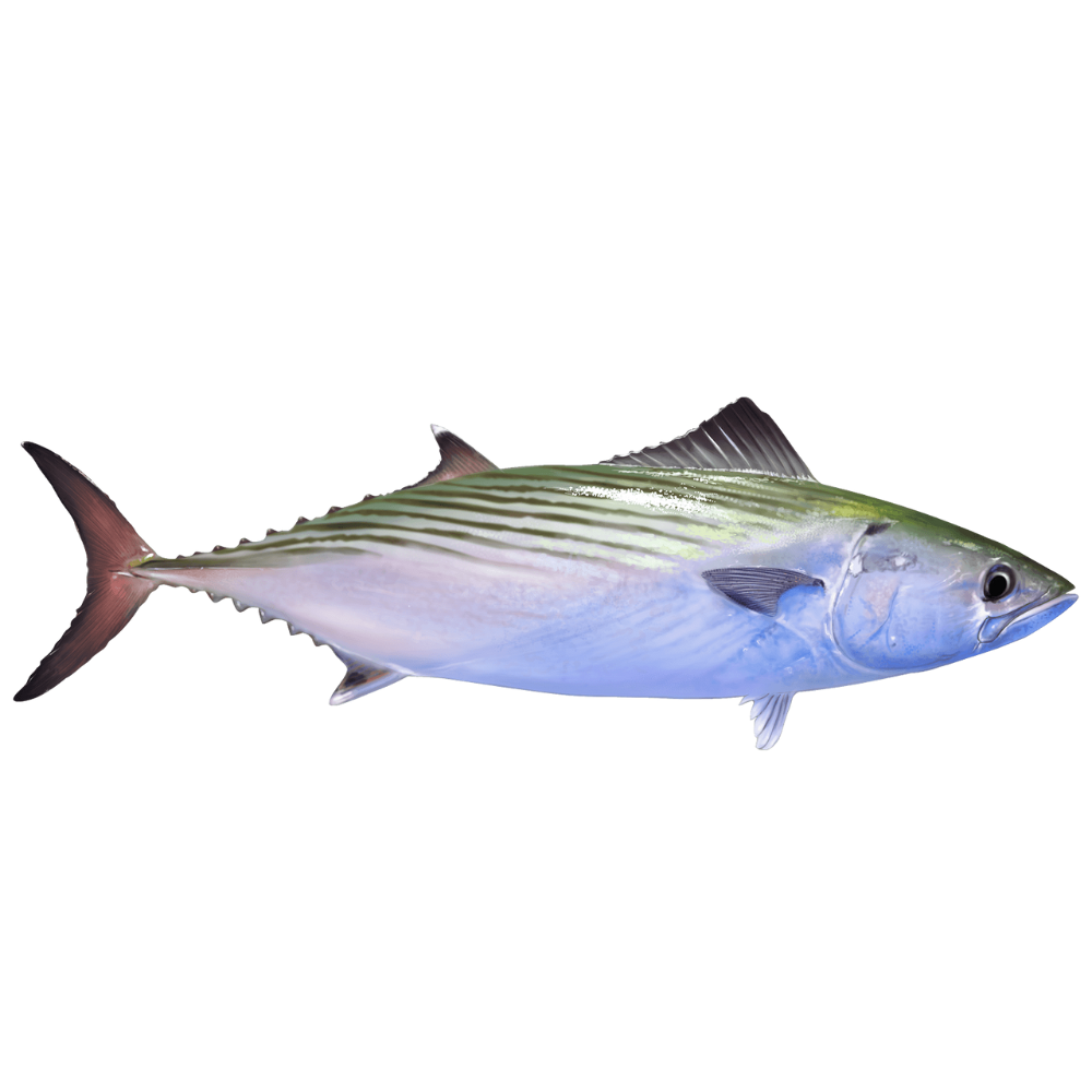 Premium Wild-Caught Sardinian Bonito (Sarda sarda) – Smoky, Tuna-like Flavor & Firm, Protein-Rich Meat – 1.5kg to 5kg – Sustainable Seafood – Wildfischfang - Wildfischfang