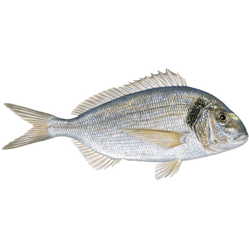 Sea Bream Sigh (Gilthead Bream)  – Mild, Nutty Flavor & Delicate Meat