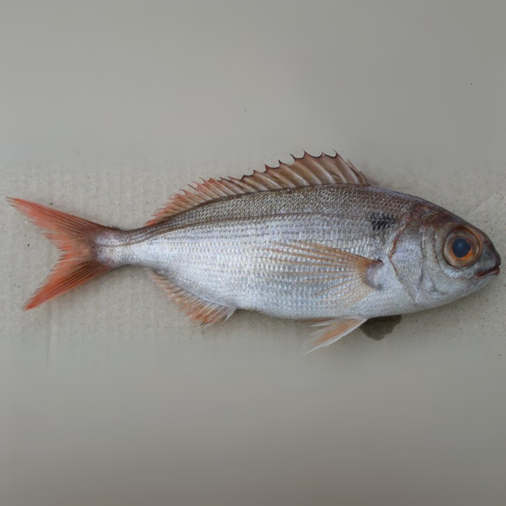 Premium Wild-Caught Black Dentex (Pagellus bogaraveo) – Aromatic & Sweet Flavor – 300g to 1.5kg – Sustainable Seafood – Wildfischfang - Wildfischfang